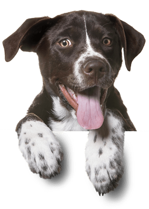 pozytywne_szkolenie_psów_bydgoszcz