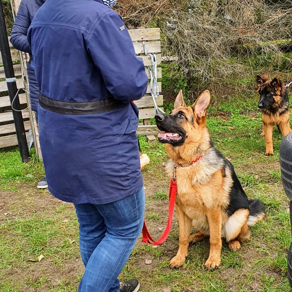 pierwsze kroki chodzenia na luźnej smycz