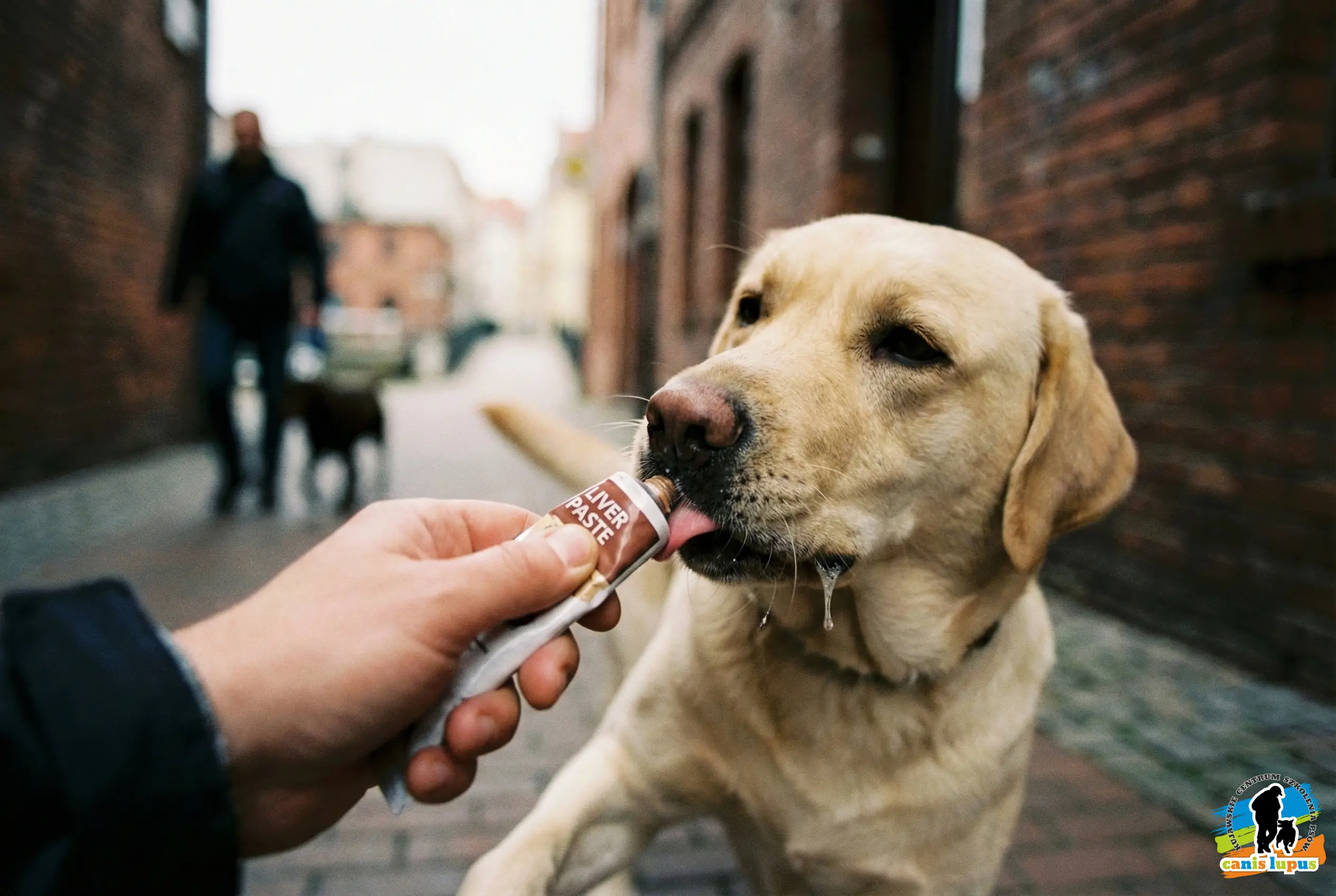 Naprowadzanie psa smakołykiem, metoda magnesu w ręce.