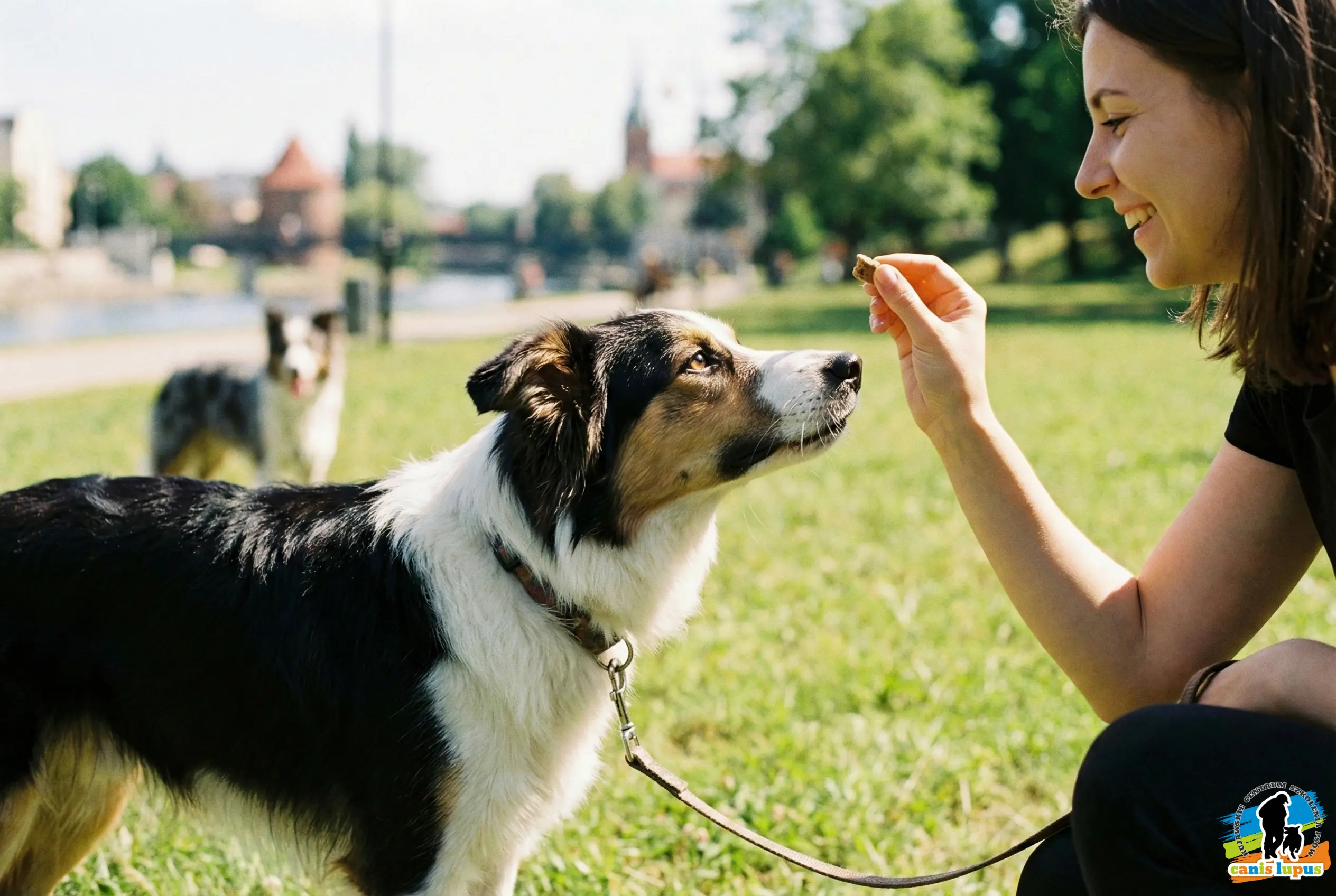 Trening psa metodą LAT, pies patrzy na właściciela zamiast na innego psa.