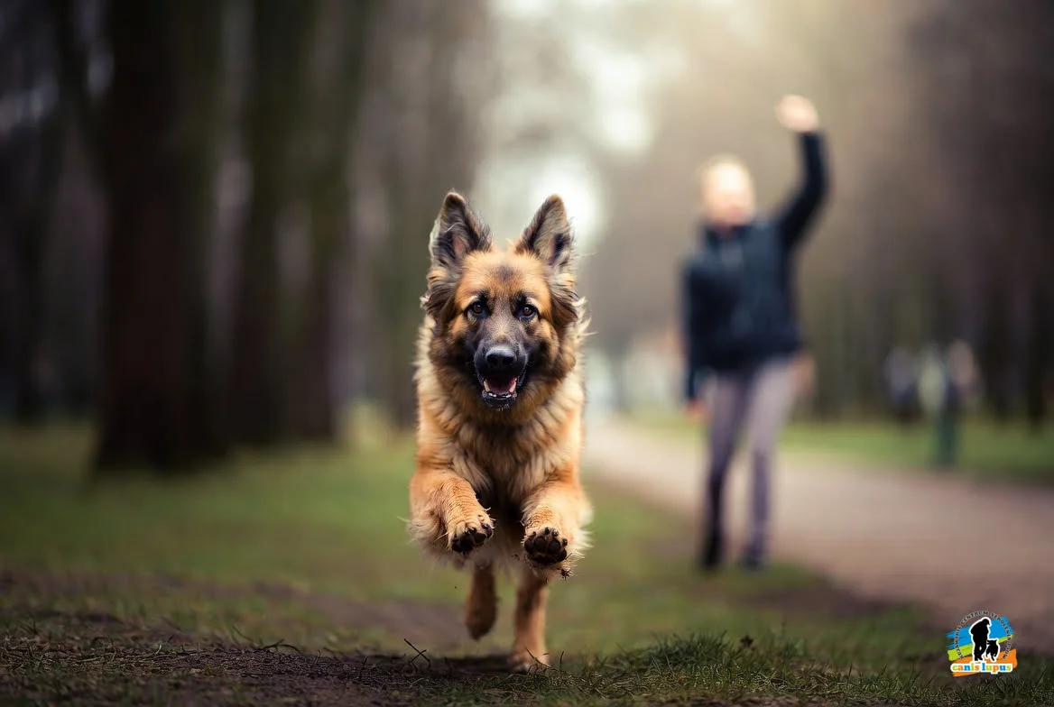 Nauka przywołania psa rasy owczarek niemiecki biegnie przez park w Bydgoszczy ignorując wołanie właściciela stojącego w oddali.